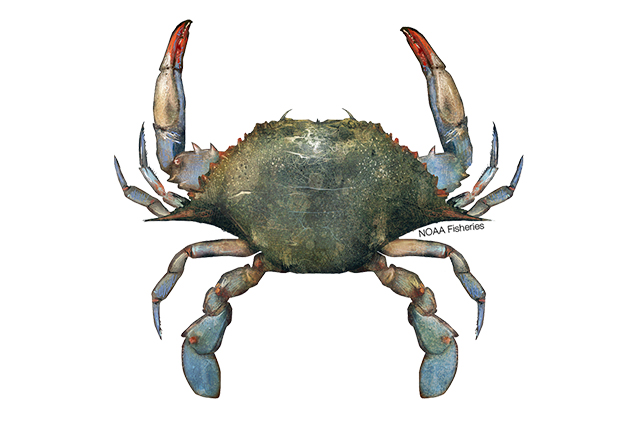 Species Illustration