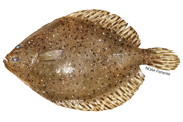 Species Illustration