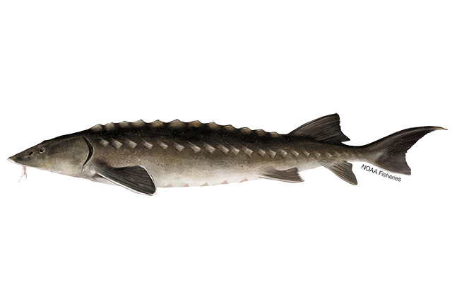 Species Illustration