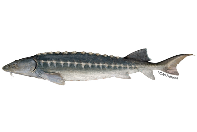 Species Illustration