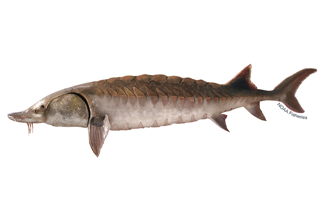 Species Illustration