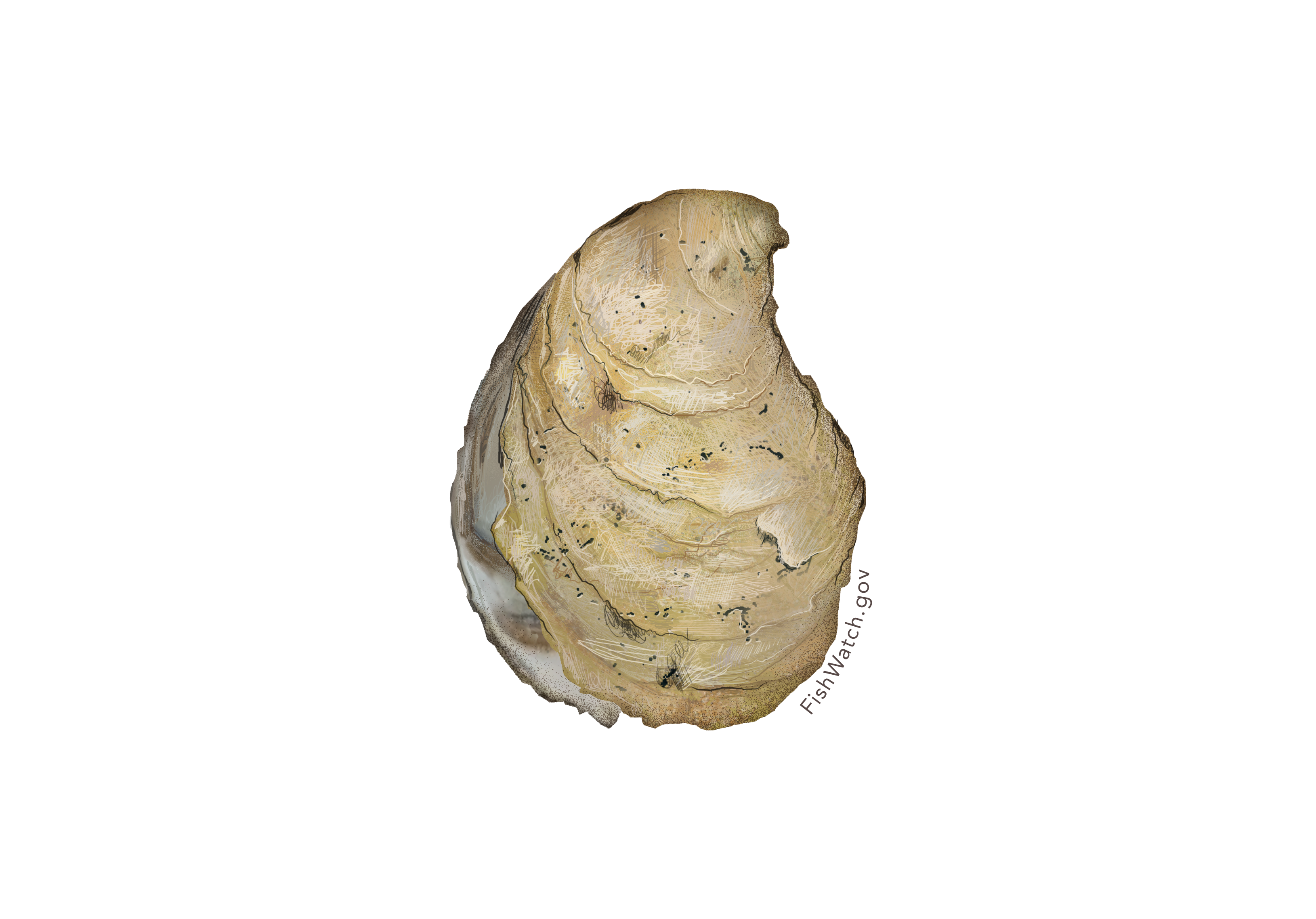 Species Illustration