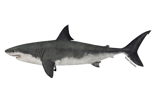 Species Illustration