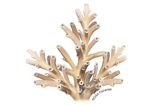 Species Illustration