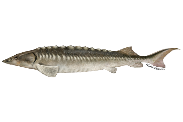 Species Illustration