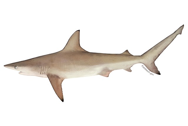 Species Illustration