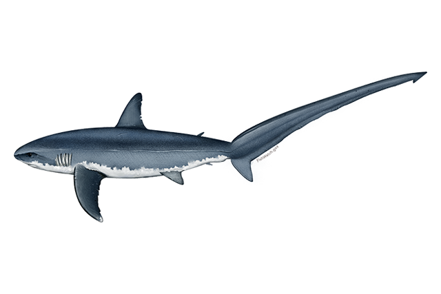 Species Illustration