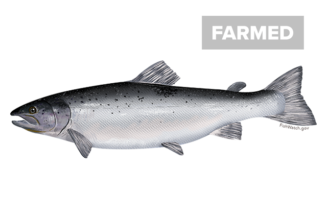 Species Illustration