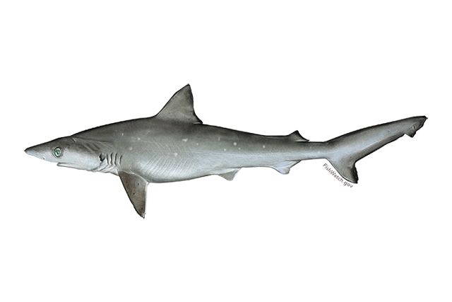 Species Illustration