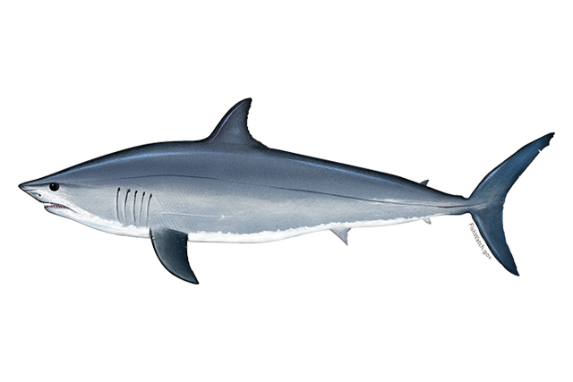 Species Illustration