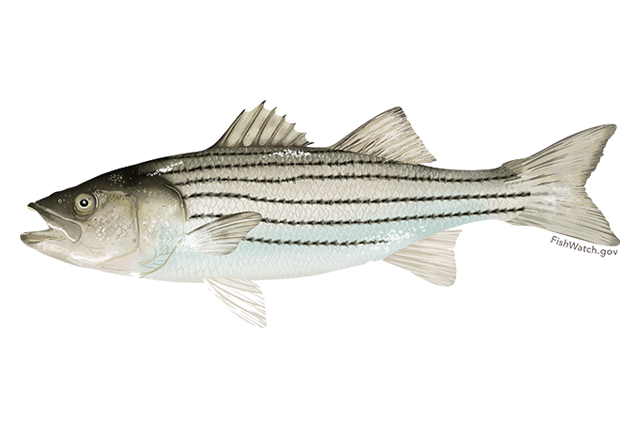 Species Illustration