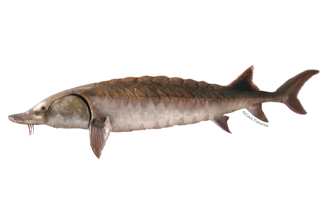 Species Illustration