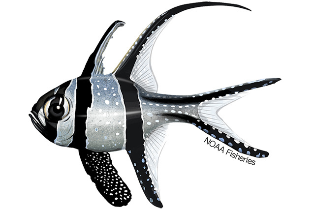 Species Illustration