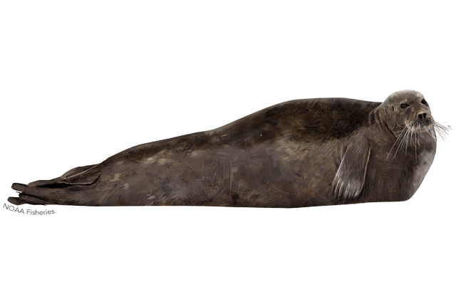 Species Illustration