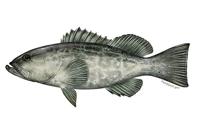 Species Illustration