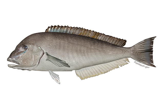 Species Illustration