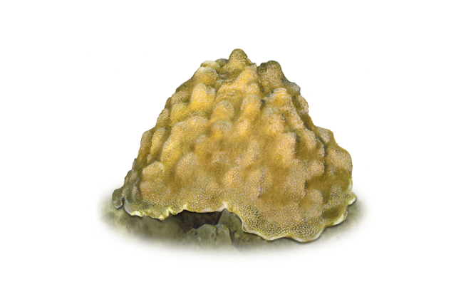 Species Illustration