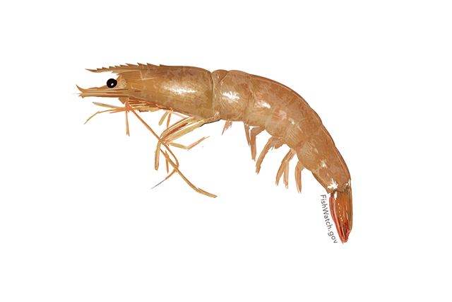 Species Illustration