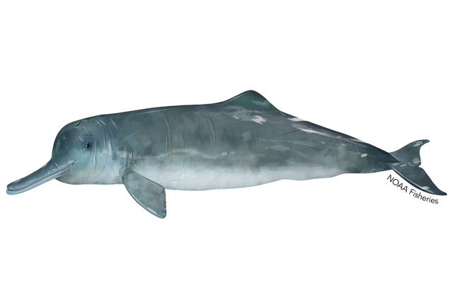 Species Illustration