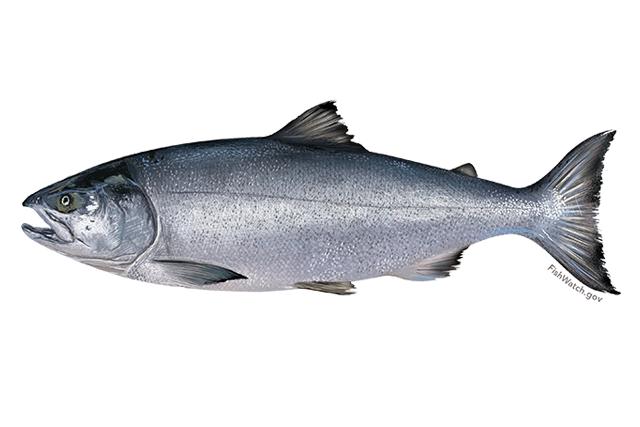 Species Illustration