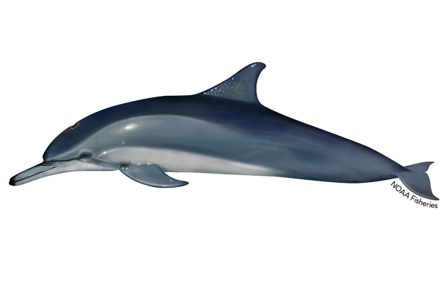 Species Illustration