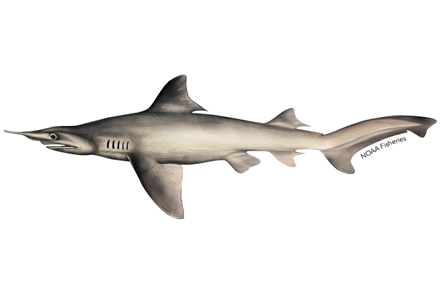 Species Illustration