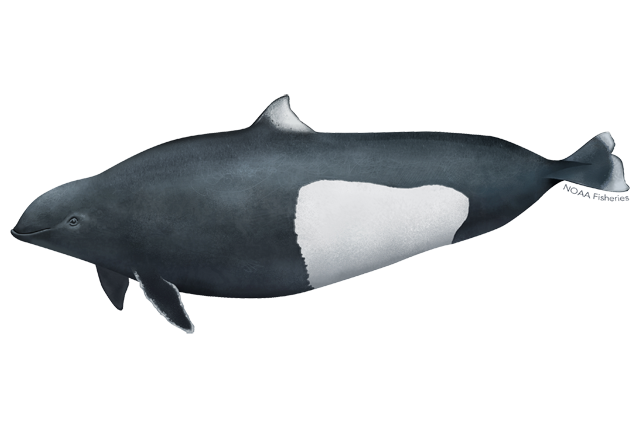 Species Illustration