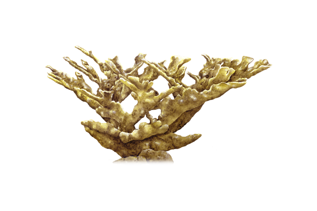 Species Illustration
