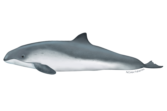 Species Illustration