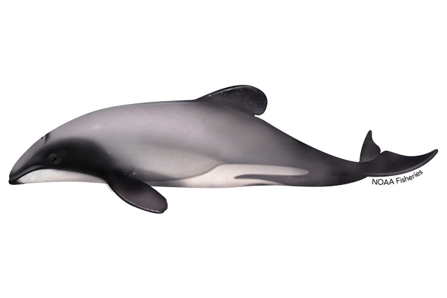 Species Illustration