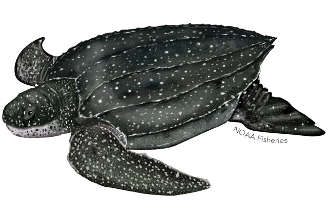 Species Illustration
