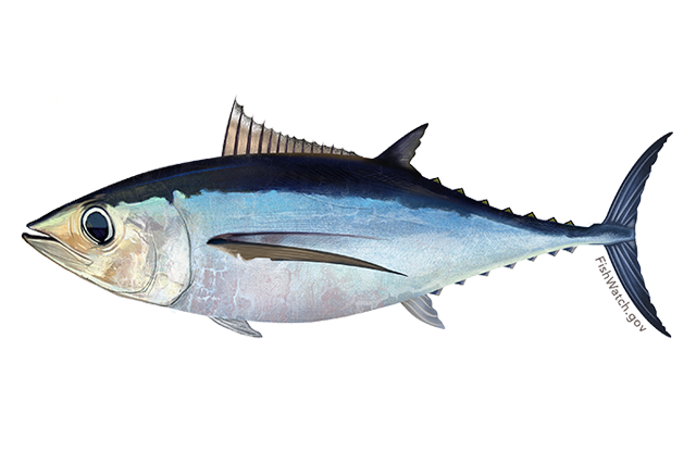 Species Illustration