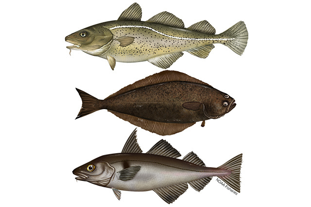 Species Illustration