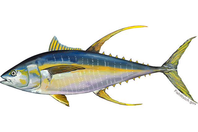 Species Illustration