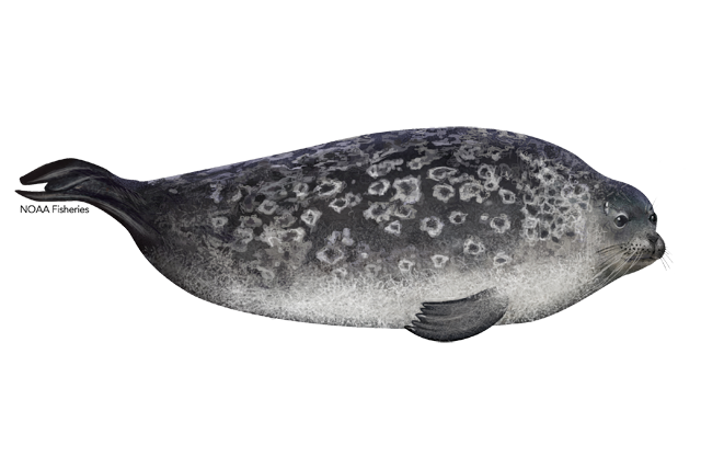 Species Illustration