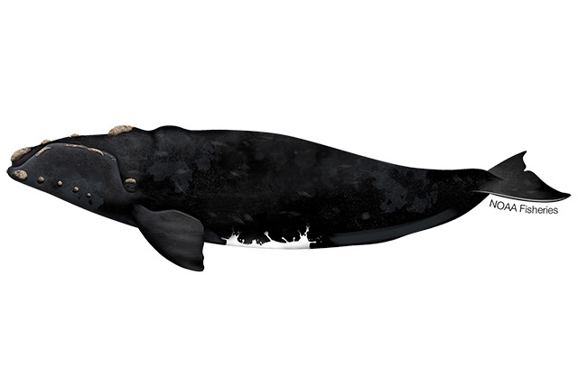 Species Illustration