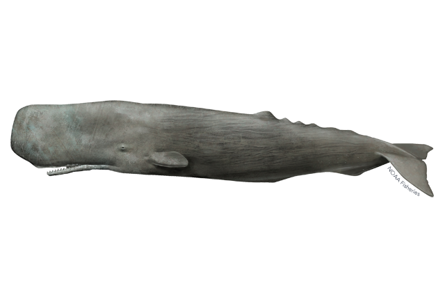 Species Illustration