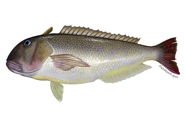 Species Illustration