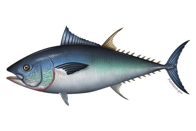 Species Illustration