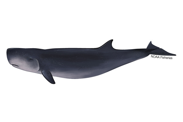 Species Illustration