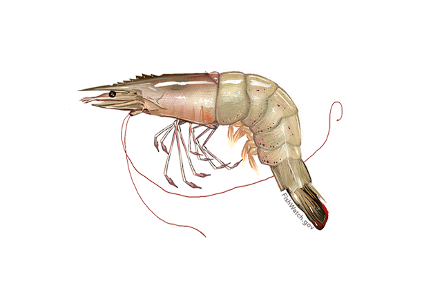 Species Illustration