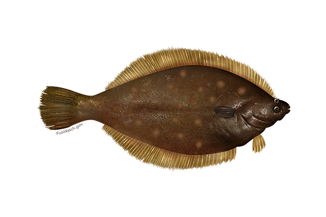Species Illustration