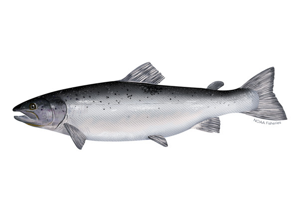 Species Illustration