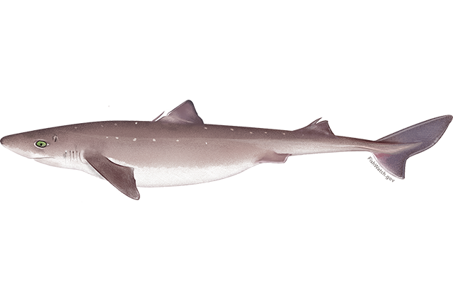 Species Illustration