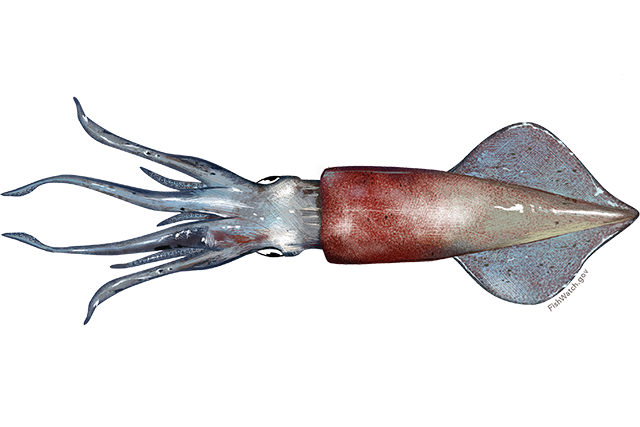Species Illustration