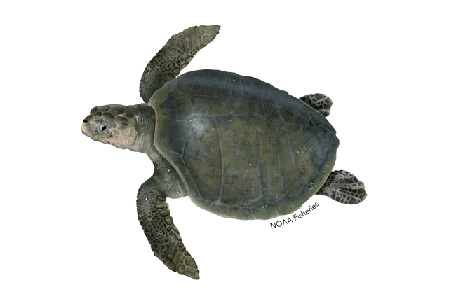 Species Illustration