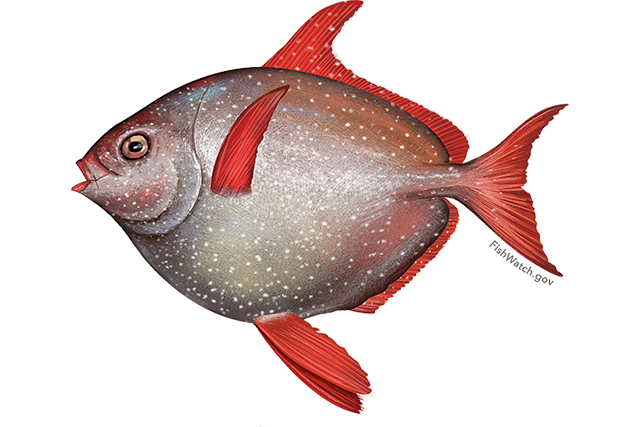 Species Illustration