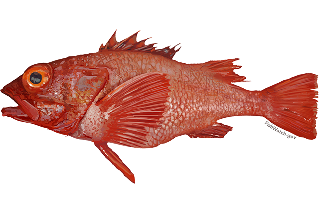 Species Illustration