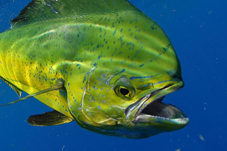 900x600-mahimahi-NOAA.jpg