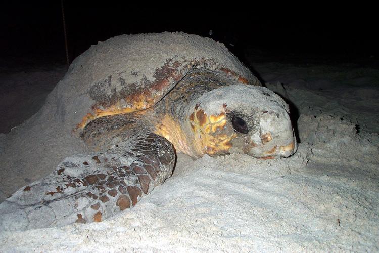 Loggerhead turtle nesting on a beach at night.